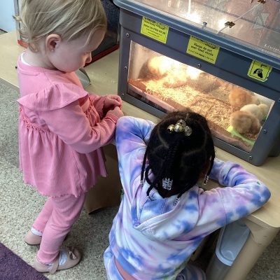 chick_hatch_news02